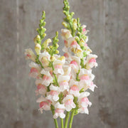 View 🌸APPLE BLOSSOM SNAPDRAGON Flower Seeds-Extremely romantic flowers💕 image 5