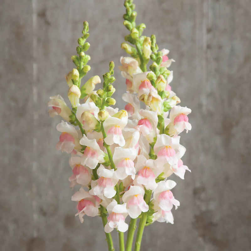 🌸APPLE BLOSSOM SNAPDRAGON Flower Seeds-Extremely romantic flowers💕