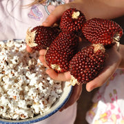 View 🍓&🌽Strawberry Corn seeds - 2023 popular seeds image 5