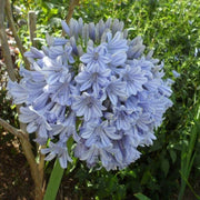 View Agapanthus africanus 'Glenavon' image 1