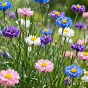 View 🌼 Unstoppable Cornflower Seeds – Premium Wildflowers That Grow Anywhere! image 6