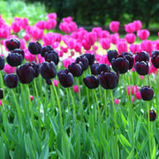 View Queen of the Night Tulip Seeds image 3