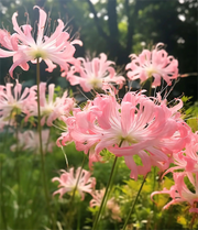 View Spider Lily Bulbs-Multicolor🌈 image 3