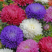 View Aster Formula Mixed Colors - Flower Seeds image 4