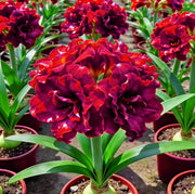 View 🌺Double-Petaled Perfume Amaryllis Bulbs image 3