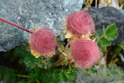 View Prairie Smoke Flower Seeds image 6