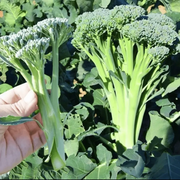 View 🥦 Easy to Grow, Hard to Resist – Broccoli Stem Seeds for Every Home Garden image 3