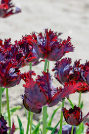 View Black Parrot Tulip Seeds image 6