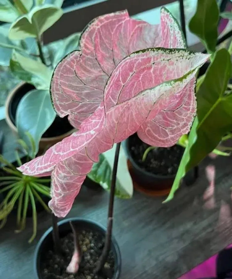 Pink Princess Beauty - Rare