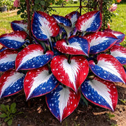 View 🔥Celebrate America's 250th 🌱Premium Rare Hosta Seeds🌿Shade-Tolerant Plant image 2