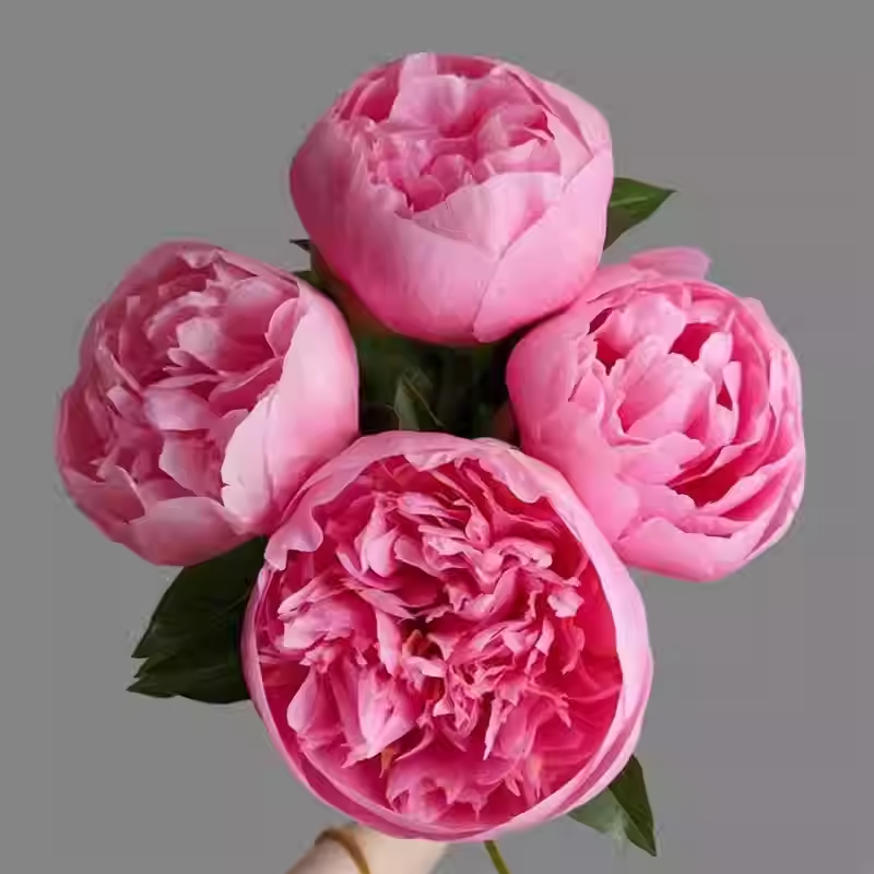 Colorful Peony Flower-Over 7 Colors