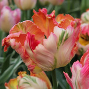 View Apricot Parrot Tulip Seeds image 1