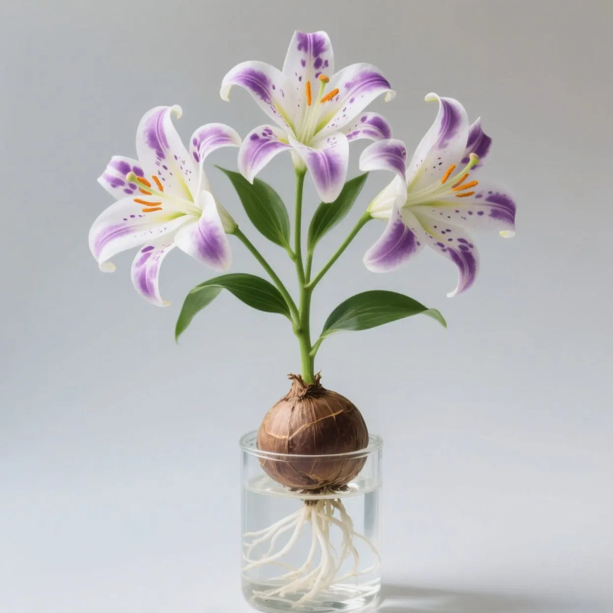 🌸 Water-Grown Lily – Fragrance & Elegance in a Glass! 🌿
