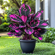 View Potted Alocasia Bulbs 🍃 image 4