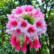 View Giant Hanging Lobelia Seeds🌊 image 6
