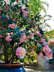 View Camellias Seeds image 5
