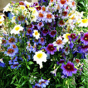 View Chilean Morning Glory Seeds image 5
