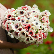View Rainbow Red-White Anemone Seeds image 3
