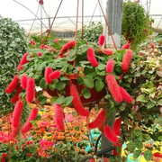 View Acalypha hispida - Red Hot Cattail Seeds image 1