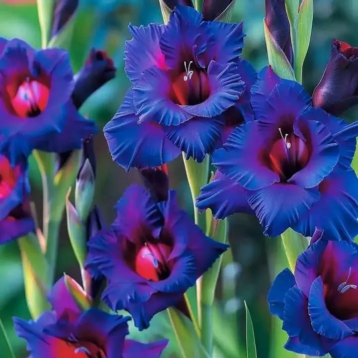Velvet Ruffle Gladiolus Corms🌺