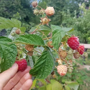 View 🍓Red Raspberry Seeds image 6