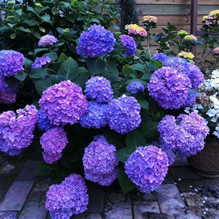 🔥 Limited Edition! Red, White & Blue Hydrangeas for America’s 250th 🇺🇸