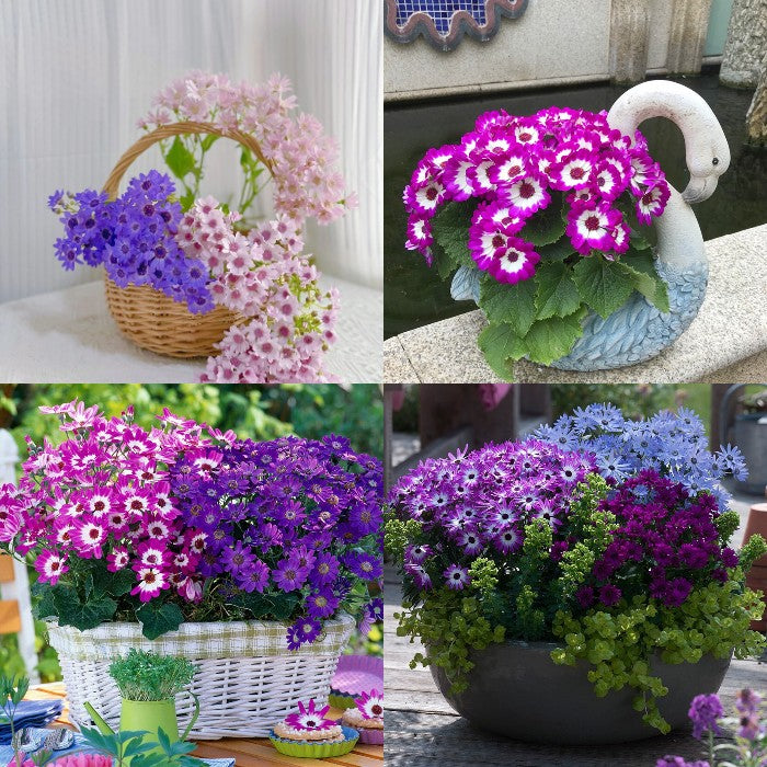 Cineraria Mix Flower Seeds-Over 10 Colors