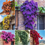 View 🌱Exotic Rare Leaf Seeds🏡Transform Your Garden into a Masterpiece image 2