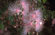 View Barringtonia racemosa seeds🌸 image 5