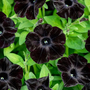 View Black Petunia Seeds image 1