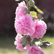 View 🏆 50K+ SOLD!🌺Double Hollyhock Seeds – Fall & Winter Planting, Perennial Blooms & Stunning Garden Elegance 🍂 image 2