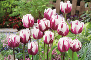 View Zurel  Tulip Seeds image 5