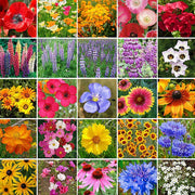 View 🔥Last day clearance💝Premium Cold-Hardy Mixed Perennial Flower Seeds - Selected 40+ Fall Planting Mix image 3