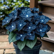 View 🌟Midnight blue Hosta-A Radiant Addition to Your Home! 🌟 image 6
