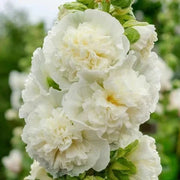 View 🏆 50K+ SOLD!🌺Double Hollyhock Seeds – Fall & Winter Planting, Perennial Blooms & Stunning Garden Elegance 🍂 image 5