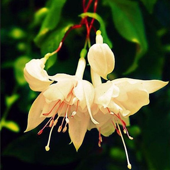 Hanging Bell Begonia Flower Seeds-Various colors available