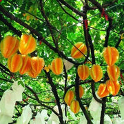 View ⭐Sweet Starfruit Seeds-Four Seasons Potted image 3