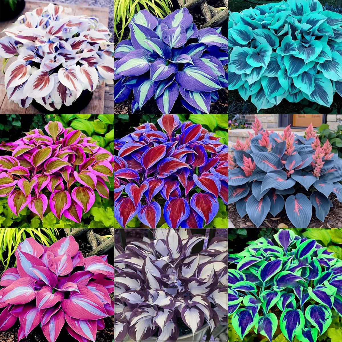 Rare Multi-colored Hostas Seeds