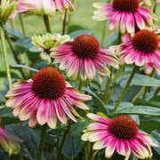 View Echinacea, Sweet Sandia image 3