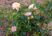 View Peaceful Roses - The Messenger of Peace image 6