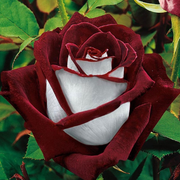 View 20 Pcs/bag Black Rose Flower Colorful Rose Petals Plant Seeds for Home Garden image 5