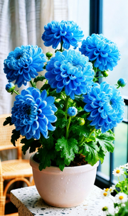 View 🌸 Double-Petal Chrysanthemums – Bloom Like Luxury, All Year Round 🌸 image 4