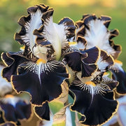 View Rare Iris Bulbs⚜️ image 5