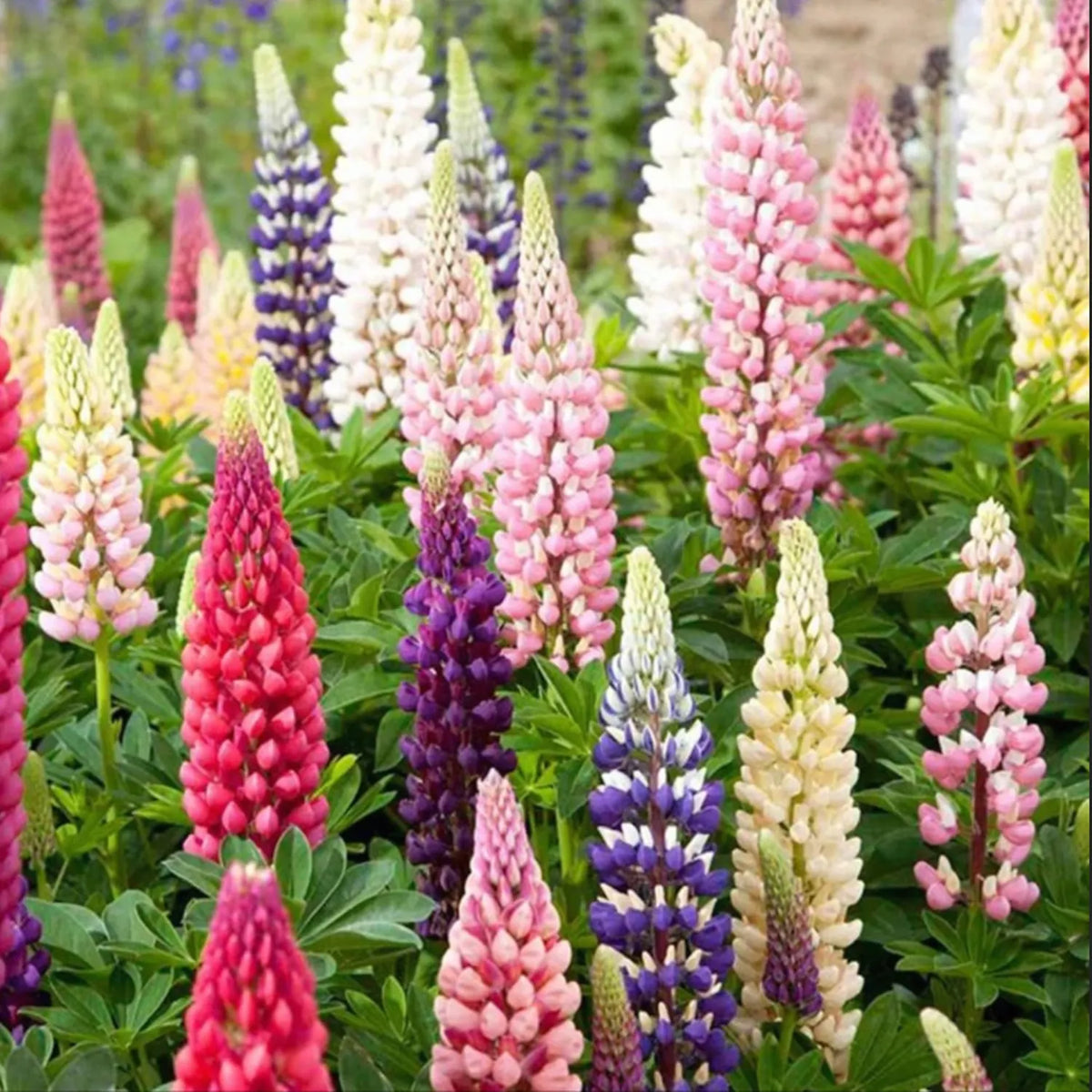 LUPINE FLOWER SEEDS