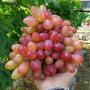 View Beauty Finger Grapes Seeds image 6