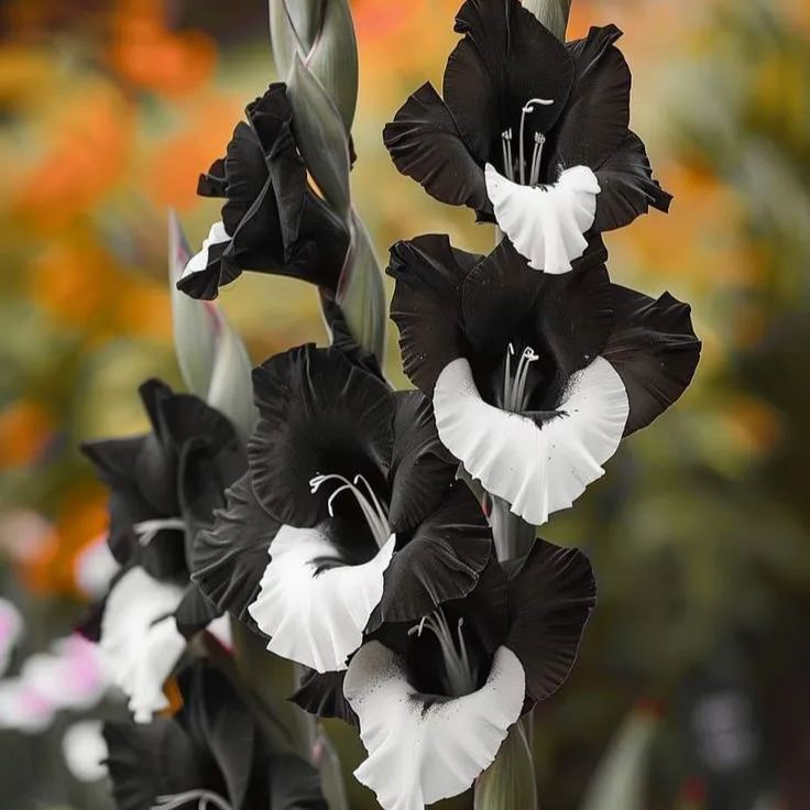 Blue Nebula Gladiolus Corms🌺