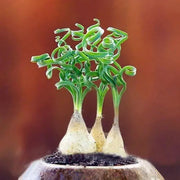 View Egrow 100Pcs/Bag Sprial Grass Seeds Green Succulents Plants Garden DIY Bonsai Potted Flower Seed image 2