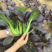 View Purple Rape Brassica Seeds image 5