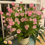 View Campanula Seeds, Potted Flower Seeds image 3