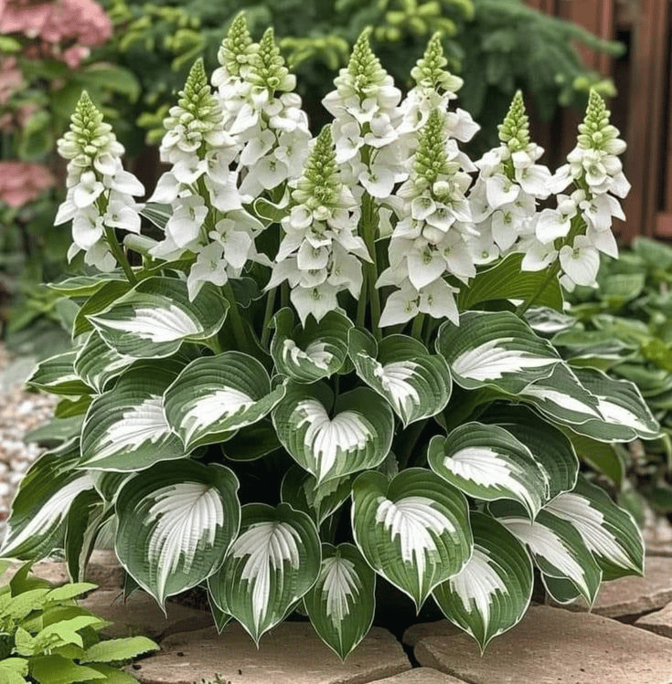 🌿 Rare Hosta Seeds — Premium, Shade-Loving Perennials with Lush Foliage🌈
